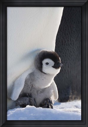 Framed Baby Emperor Penguin, Snow Hill Island, Antarctica Print