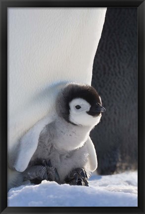 Framed Baby Emperor Penguin, Snow Hill Island, Antarctica Print