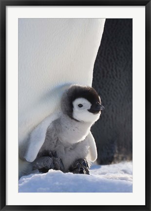 Framed Baby Emperor Penguin, Snow Hill Island, Antarctica Print