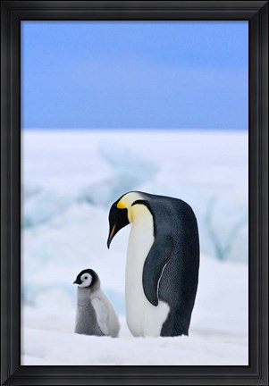 Framed Parent and chick Emperor Penguin, Snow Hill Island, Antarctica Print