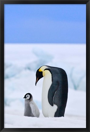 Framed Parent and chick Emperor Penguin, Snow Hill Island, Antarctica Print