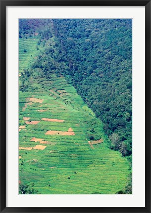 Framed Abutting Agricultural Development, Uganda Print