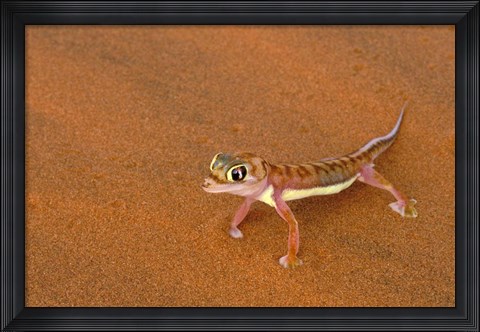Framed Desert Gecko, Namib Desert, Namibia Print