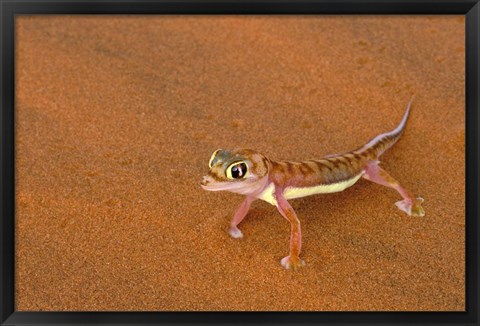 Framed Desert Gecko, Namib Desert, Namibia Print