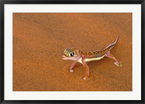 Framed Desert Gecko, Namib Desert, Namibia Print