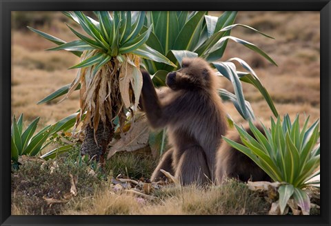 Framed Gelada Baboons With Giant Lobelia, Simen National Park, Northern Ethiopia Print