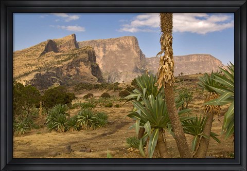 Framed Giant Lobelia, Simen National Park, Northern Ethiopia Print