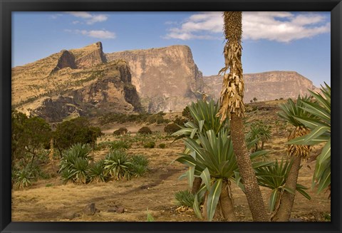 Framed Giant Lobelia, Simen National Park, Northern Ethiopia Print