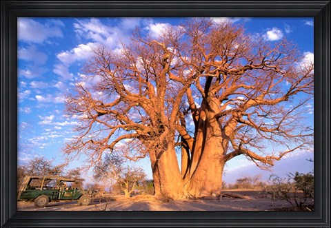 Framed Baobab, Okavango Delta, Botswana Print