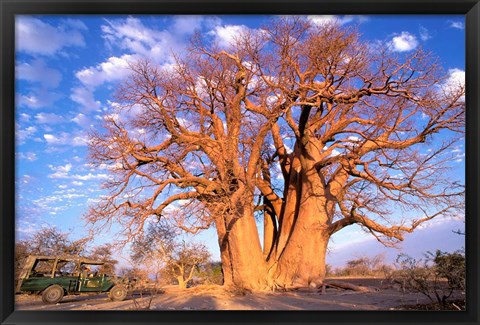 Framed Baobab, Okavango Delta, Botswana Print