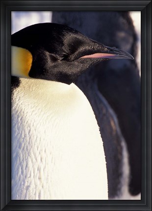 Framed Emperor Penguin, Antarctica Print