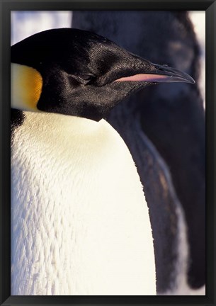 Framed Emperor Penguin, Antarctica Print