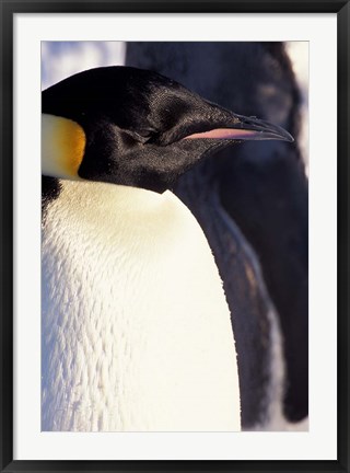 Framed Emperor Penguin, Antarctica Print