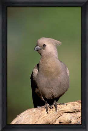 Framed Grey Lourie, Okavango Delta, Botswana Print