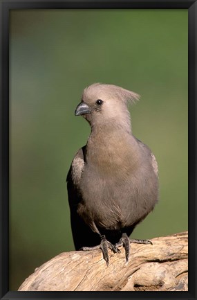 Framed Grey Lourie, Okavango Delta, Botswana Print