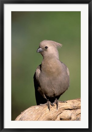 Framed Grey Lourie, Okavango Delta, Botswana Print