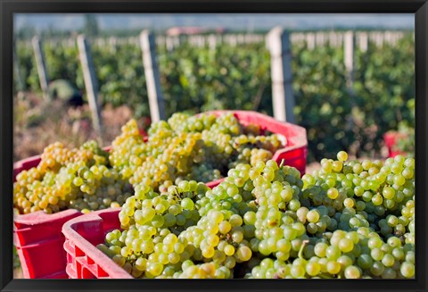 Framed Harvesting Chardonnay grapes in Huailai Rongchen vineyard, Hebei Province, China Print