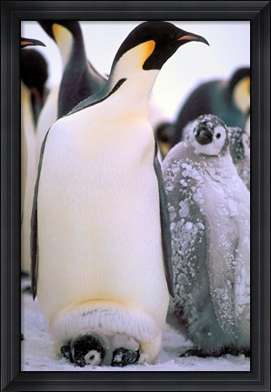 Framed Emperor Penguins, Antarctic Peninsula, Antarctica Print
