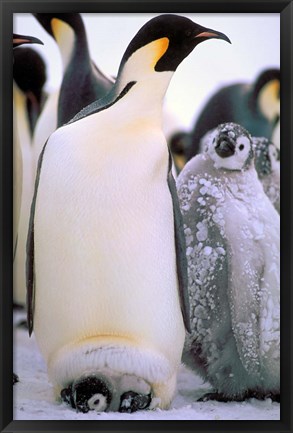 Framed Emperor Penguins, Antarctic Peninsula, Antarctica Print