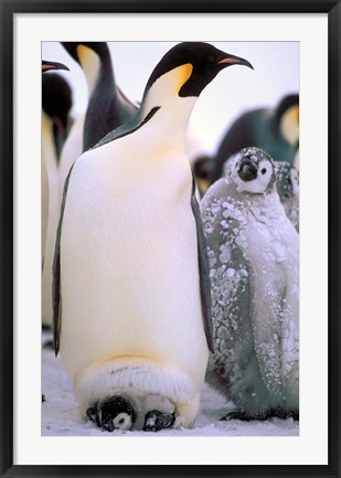 Framed Emperor Penguins, Antarctic Peninsula, Antarctica Print