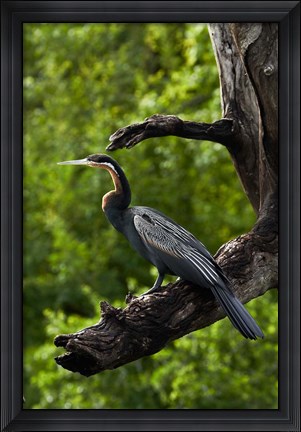 Framed African Darter perched Chobe NP, Kasane, Botswana, Africa Print