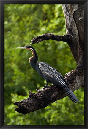 Framed African Darter perched Chobe NP, Kasane, Botswana, Africa Print