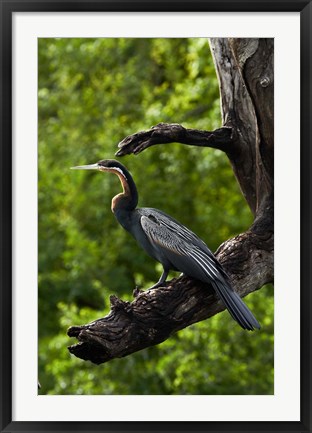 Framed African Darter perched Chobe NP, Kasane, Botswana, Africa Print