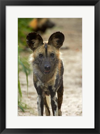 Framed African Wild Dog near Hwange NP, Zimbabwe, Africa Print