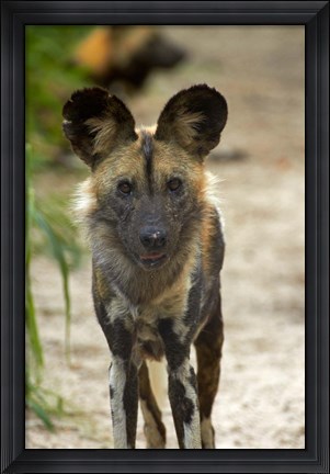 Framed African Wild Dog near Hwange NP, Zimbabwe, Africa Print