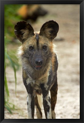 Framed African Wild Dog near Hwange NP, Zimbabwe, Africa Print