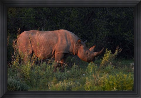 Framed Black rhinoceros Diceros bicornis, Etosha NP, Namibia, Africa. Print