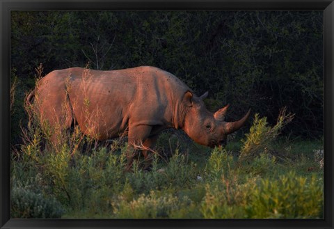 Framed Black rhinoceros Diceros bicornis, Etosha NP, Namibia, Africa. Print