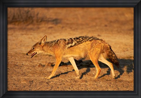 Framed Black-backed jackal, Canis mesomelas, Etosha NP, Namibia, Africa. Print