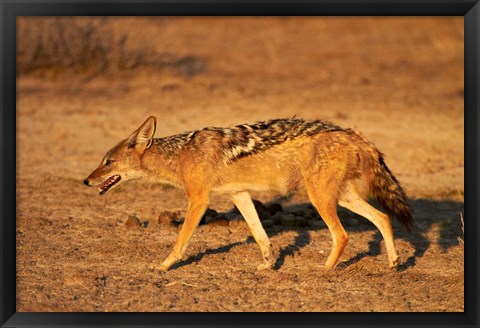 Framed Black-backed jackal, Canis mesomelas, Etosha NP, Namibia, Africa. Print