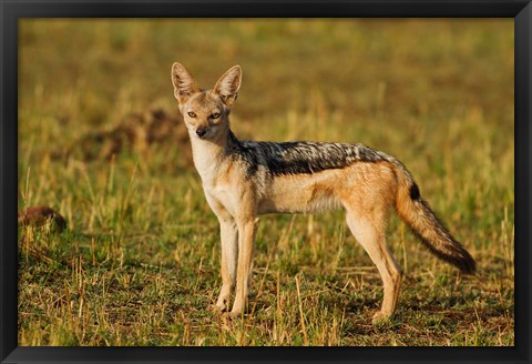 Framed Black-backed Jackal, Maasai Mara Wildlife Reserve, Kenya Print