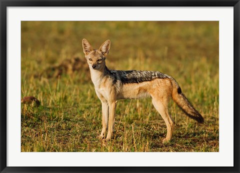 Framed Black-backed Jackal, Maasai Mara Wildlife Reserve, Kenya Print