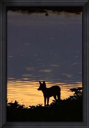 Framed Black-backed jackal, Okaukuejo waterhole, Etosha NP, Namibia, Africa. Print