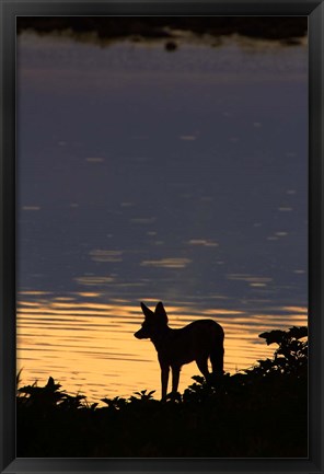 Framed Black-backed jackal, Okaukuejo waterhole, Etosha NP, Namibia, Africa. Print