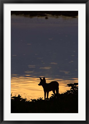 Framed Black-backed jackal, Okaukuejo waterhole, Etosha NP, Namibia, Africa. Print