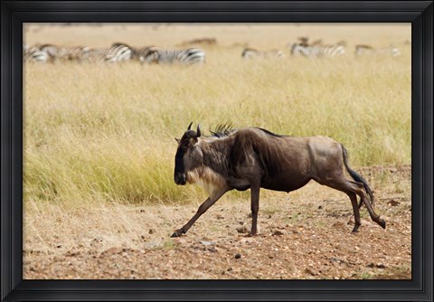 Framed Blue Wildebeest on the run in Maasai Mara Wildlife Reserve, Kenya. Print