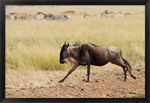 Framed Blue Wildebeest on the run in Maasai Mara Wildlife Reserve, Kenya. Print