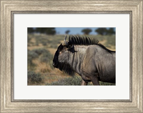 Framed Blue wildebeest, Connochaetes taurinus, Etosha NP, Namibia, Africa. Print