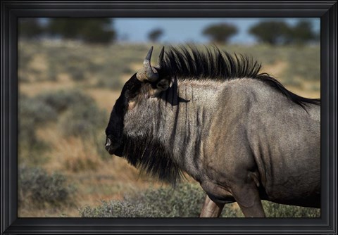 Framed Blue wildebeest, Connochaetes taurinus, Etosha NP, Namibia, Africa. Print