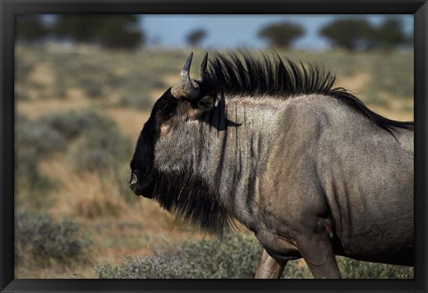 Framed Blue wildebeest, Connochaetes taurinus, Etosha NP, Namibia, Africa. Print