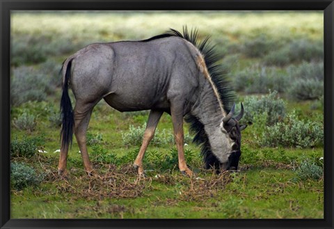 Framed Blue wildebeest, Etosha National Park, Namibia Print