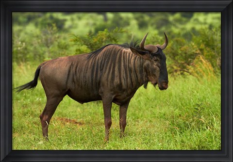Framed Blue wildebeest, Kruger National Park, South Africa Print