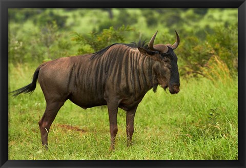 Framed Blue wildebeest, Kruger National Park, South Africa Print