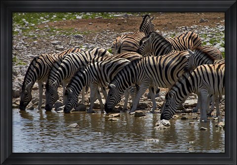 Framed Burchells zebra at Okaukuejo waterhole, Etosha NP, Namibia, Africa. Print