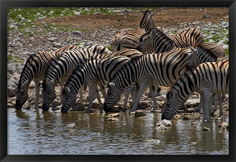 Framed Burchells zebra at Okaukuejo waterhole, Etosha NP, Namibia, Africa. Print