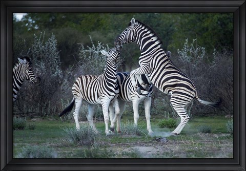 Framed Burchell&#39;s zebra fighting, Etosha National Park, Namibia Print